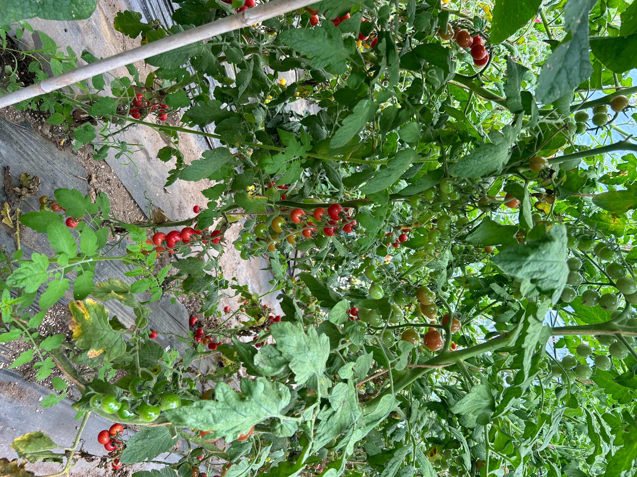 レストランメニュー